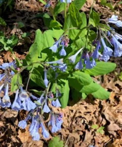 Bluebells Extra Large Bare Root Mertensia virginica Virginia Bluebells for Spring Gardens