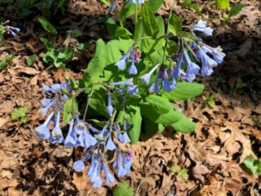 Bluebells Extra Large Bare Root Mertensia virginica Virginia Bluebells for Spring Gardens