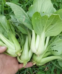 Bok Choi (Pak Choi or 青菜) Open-pollinated (1 g Seeds)