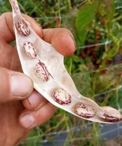 Borlotto Lingua di Fuoco Shelling Horticultural Bean (30 seeds)