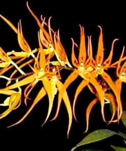 Brassia Orange Delight 'Hilo Sunrise' Rare Orchid Plant Shipped in 2.5