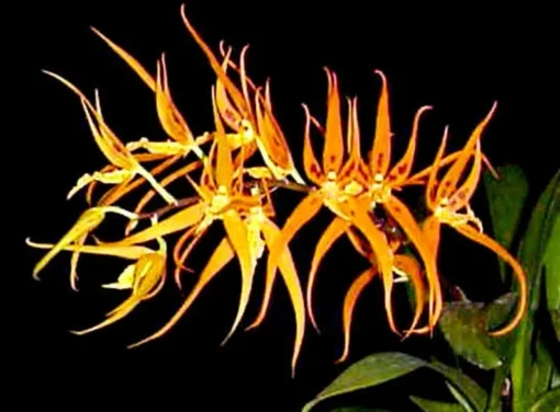 Brassia Orange Delight 'Hilo Sunrise' Rare Orchid Plant Shipped in 2.5" Pot