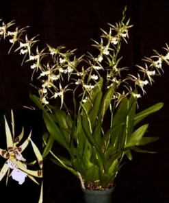 Bratonia Phoenix Rising 'White Light' Oncidium like Orchid Plant Near Blooming Size Shipped in 3