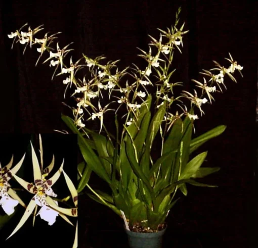 Bratonia Phoenix Rising 'White Light' Oncidium like Orchid Plant Near Blooming Size Shipped in 3" Pot