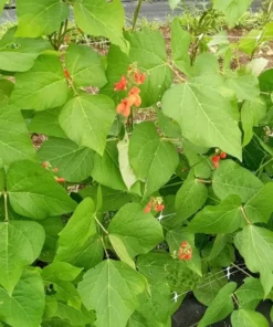 British Pop Scarlet Runner Bean (Phaseolus coccineus) 30 Seeds