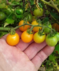 Broad Ripple Yellow Cherry Tomato Seeds (30 Seeds)