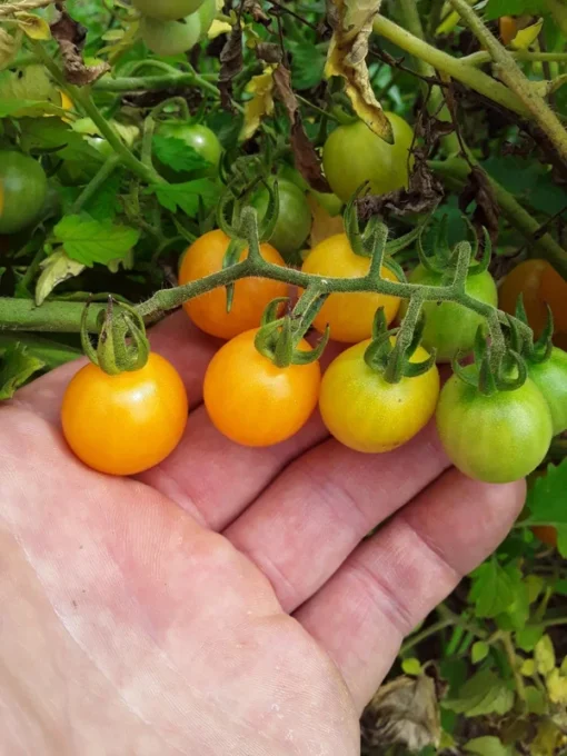 Broad Ripple Yellow Cherry Tomato Seeds (30 Seeds)