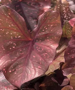 Burning Heart Caladium Bulbs - Bronze Pink Perennial Plant