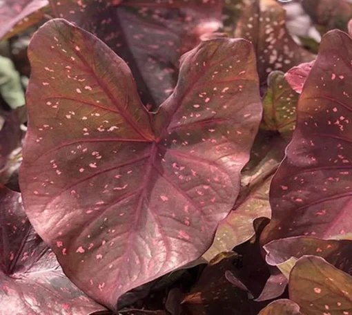 Burning Heart Caladium Bulbs - Bronze Pink Perennial Plant