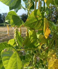 Cades Cove Stick Bean Heirloom Seeds