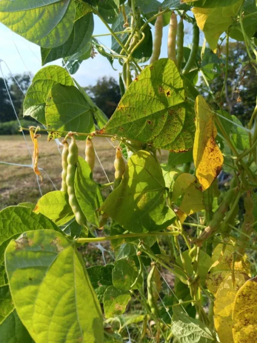 Cades Cove Stick Bean Heirloom Seeds