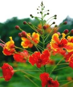 Caesalpinia Pulcherrima Seeds 50 Peacock Flower Seeds