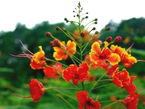 Caesalpinia Pulcherrima Seeds 50 Peacock Flower Seeds