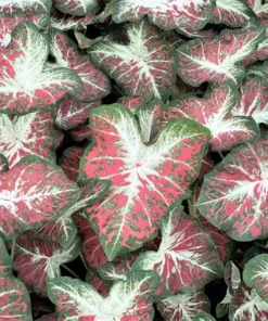 Caladium Dawn to Dusk Bulbs (2 Pack) Size #2 – Multi-Colored Tropical Leaves