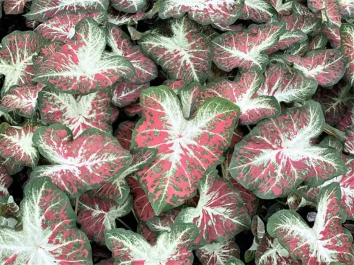 Caladium Dawn to Dusk Bulbs (2 Pack) Size #2 – Multi-Colored Tropical Leaves