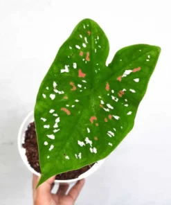 Caladium Florida Clown Size #2 Bulbs - Rare Red Green White Perennial Plant