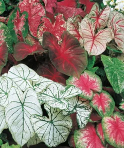 Caladiums Pink Random Mix Value Pack (6 Bulbs) - Medium Size Fancy Leaf