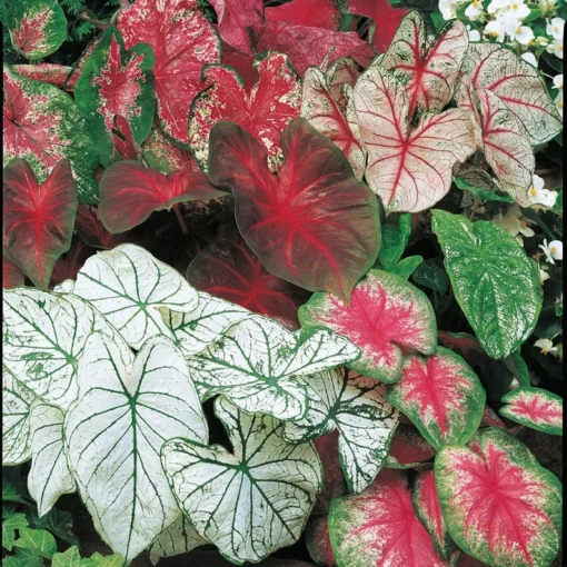 Caladiums Pink Random Mix Value Pack (6 Bulbs) - Medium Size Fancy Leaf