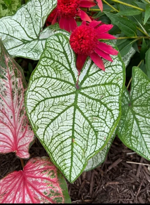 Candidum Caladium Bulbs (2 Pack) – White Heart-Shaped Leaves with Green Veins