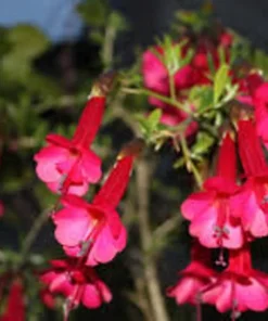 Cantua buxifolia 'Hot Pants' Flowering Shrub 3.5