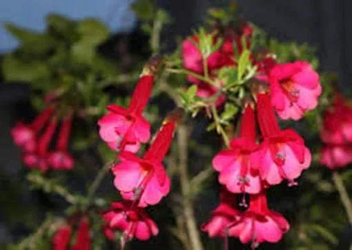 Cantua buxifolia 'Hot Pants' Flowering Shrub 3.5" Pot Orange Magenta Bi-colored Blooms