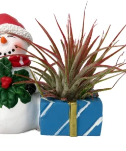 Ceramic Snowman Planter with Santa Hat and Live Tillandsia Air Plant 4" Holiday Gift