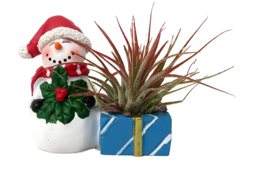 Ceramic Snowman Planter with Santa Hat and Live Tillandsia Air Plant 4" Holiday Gift