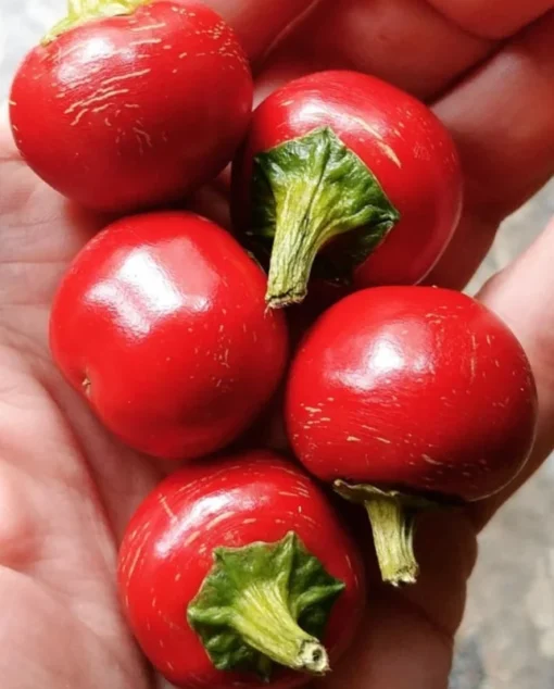 Cherry Bomb Pickling Pepper Open-pollinated (30 Seeds)