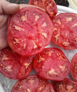 Cindy's West Virginia Heirloom Tomato (30 Seeds)