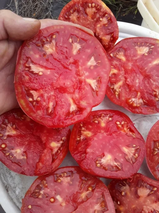 Cindy's West Virginia Heirloom Tomato (30 Seeds)