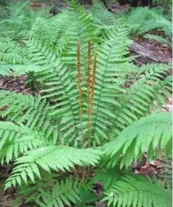 Cinnamon Fern 3 Small Bare Root Osmunda Cinnamomea for Shaded Gardens and Wet Soils