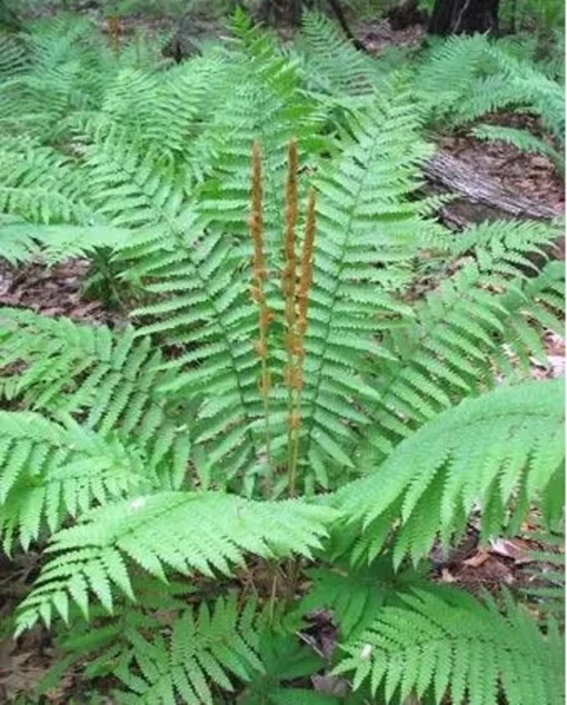 Cinnamon Fern 3 Small Bare Root Osmunda Cinnamomea for Shaded Gardens and Wet Soils