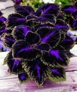 Coleus Black Blue 20 Seeds , Coleus Scutellarioides