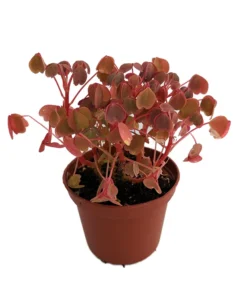 Coppertones Shamrock Oxalis Plant in 2.5" Pot – Indoors or Outdoors - Shamrock Oxalis Live Plant