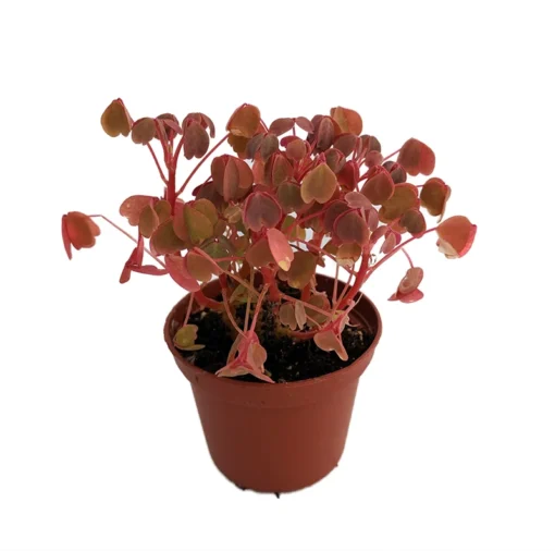 Coppertones Shamrock Oxalis Plant in 2.5" Pot – Indoors or Outdoors - Shamrock Oxalis Live Plant