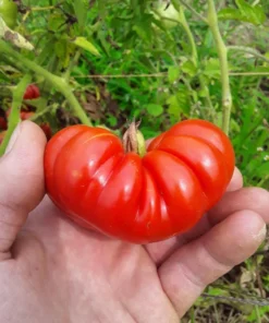 Costoluto Genovese Heirloom Tomato (30 Seeds)