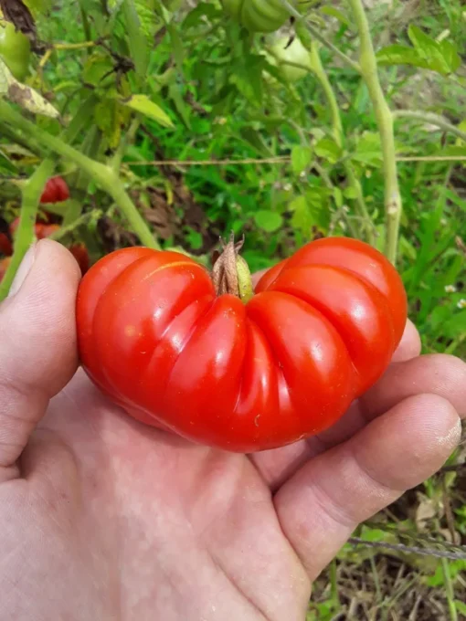 Costoluto Genovese Heirloom Tomato (30 Seeds)