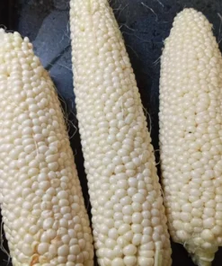 Country Gentleman (Shoepeg) Heirloom Sweet Corn Seeds