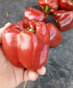 Crimson Carillon Sweet Bell Pepper Open-pollinated (30 Seeds)