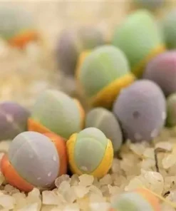 Cute Ball Succulent Plants Seeds, Gibbaeum Heathii Seeds, 50 Seeds