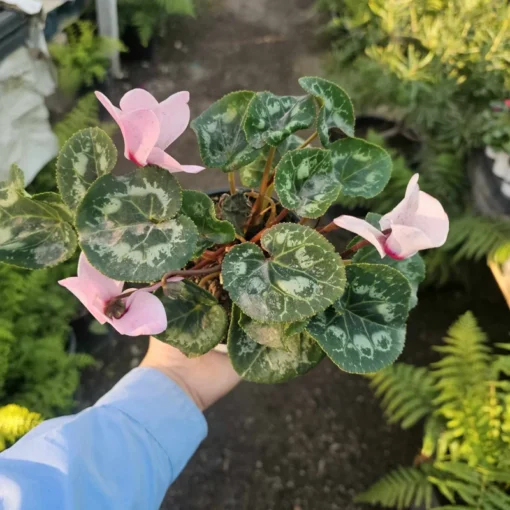 Cyclamen Plant 4in Pot