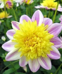 Dahlia Seeds, 20 Seeds