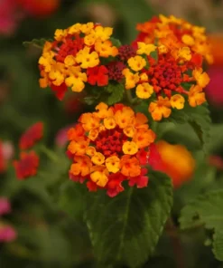 Dallas Red Lantana Plants - Set of 2 - 4-Inch Pots for Landscaping