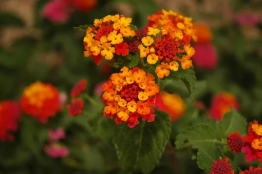 Dallas Red Lantana Plants - Set of 2 - 4-Inch Pots for Landscaping