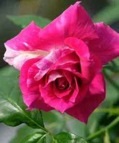 Dark Pink Rose Seeds, 50 Seeds