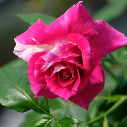 Dark Pink Rose Seeds, 50 Seeds