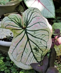 Debutante Caladium Bulbs - Creamy White Leaves with Pink Accents