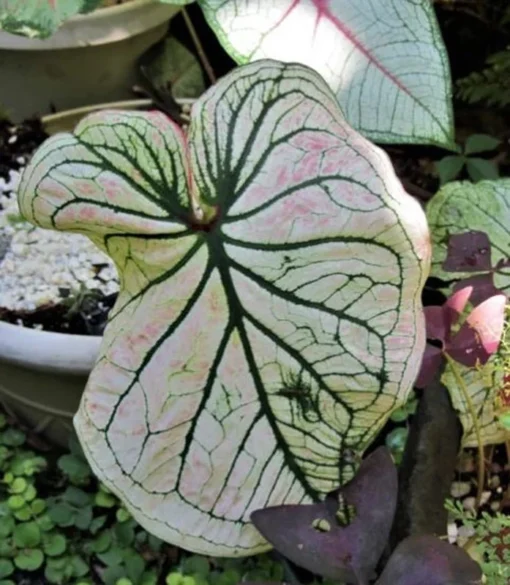 Debutante Caladium Bulbs - Creamy White Leaves with Pink Accents