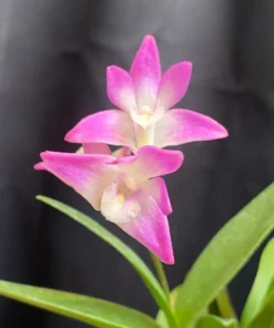 Dendrobium kingianum, Blooming Size, Fragrant Orchid Plant Shipped in 4