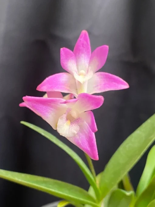 Dendrobium kingianum, Blooming Size, Fragrant Orchid Plant Shipped in 4" Pot